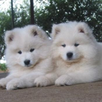 Baby Samoyed Dog