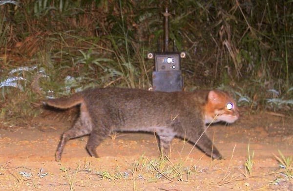 [00gcc.jpg]