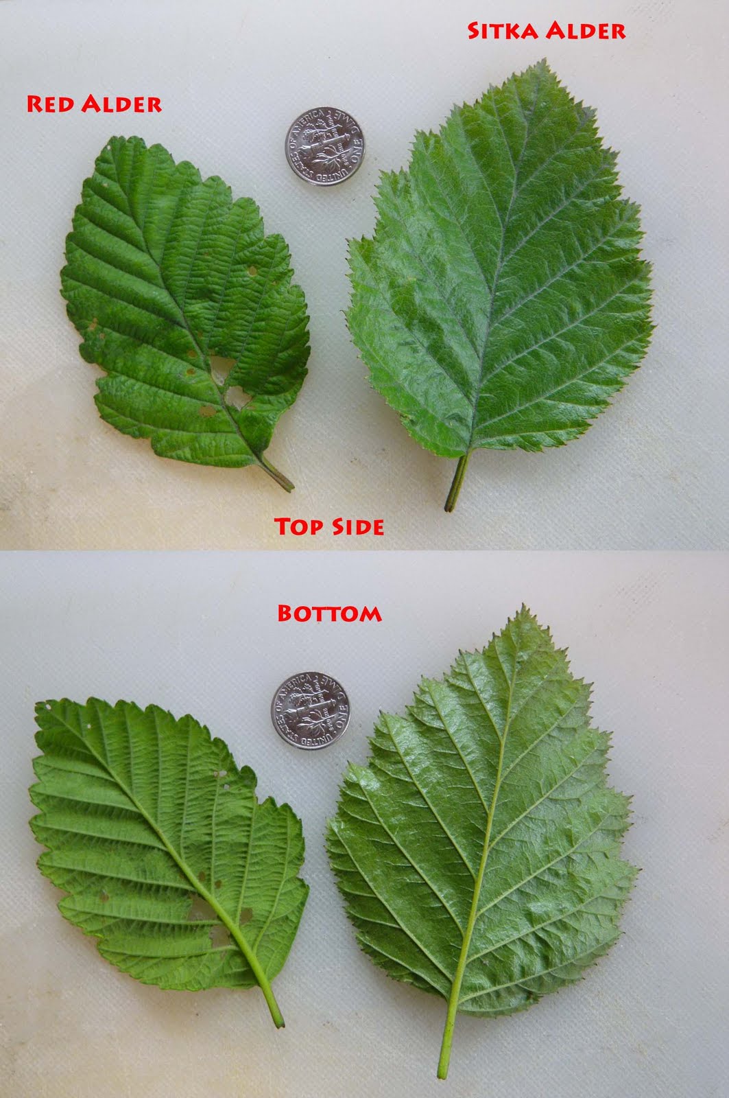 The Saltonstalls Patrick, Zoya, Nora, Stuey, Sheba, Tank & Jake Wrong