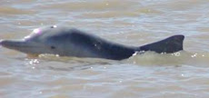 Brisbane River Dolphin