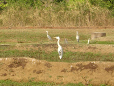 Blue Herons at Domasi Fishery