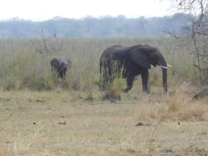 Elephants part 3:  Mother and Baby