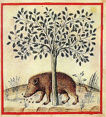 Quercus robur (Oak)