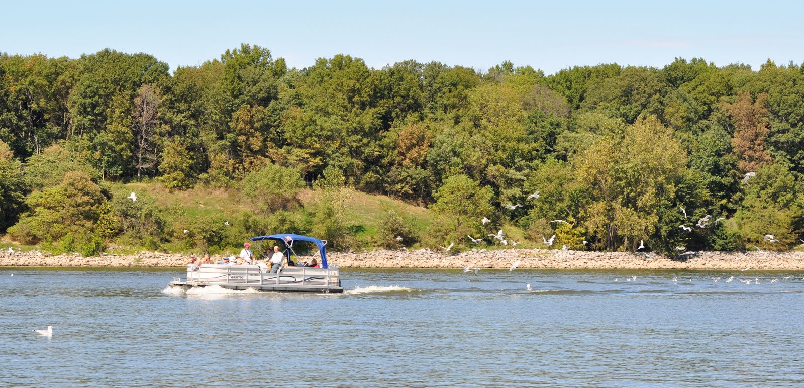 Anything Larus Sabine's Gull Carlyle Lake, IL