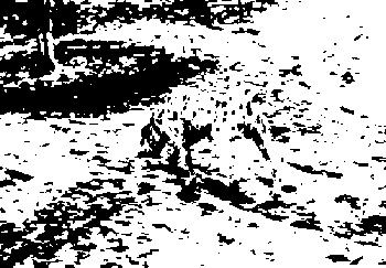 dog perception