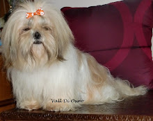 Bianca (Shih-tzu)