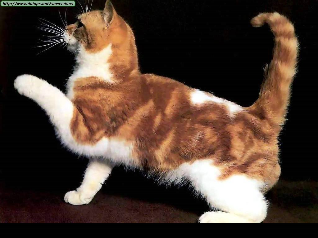 GATOS COLA gatos cola: