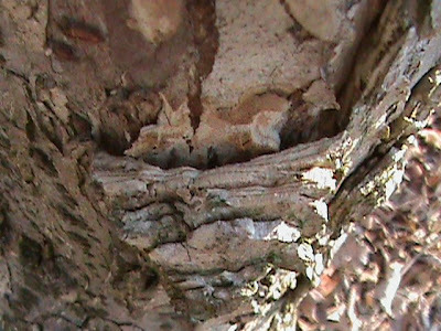 elm tree bark photo. elm tree bark. red elm tree