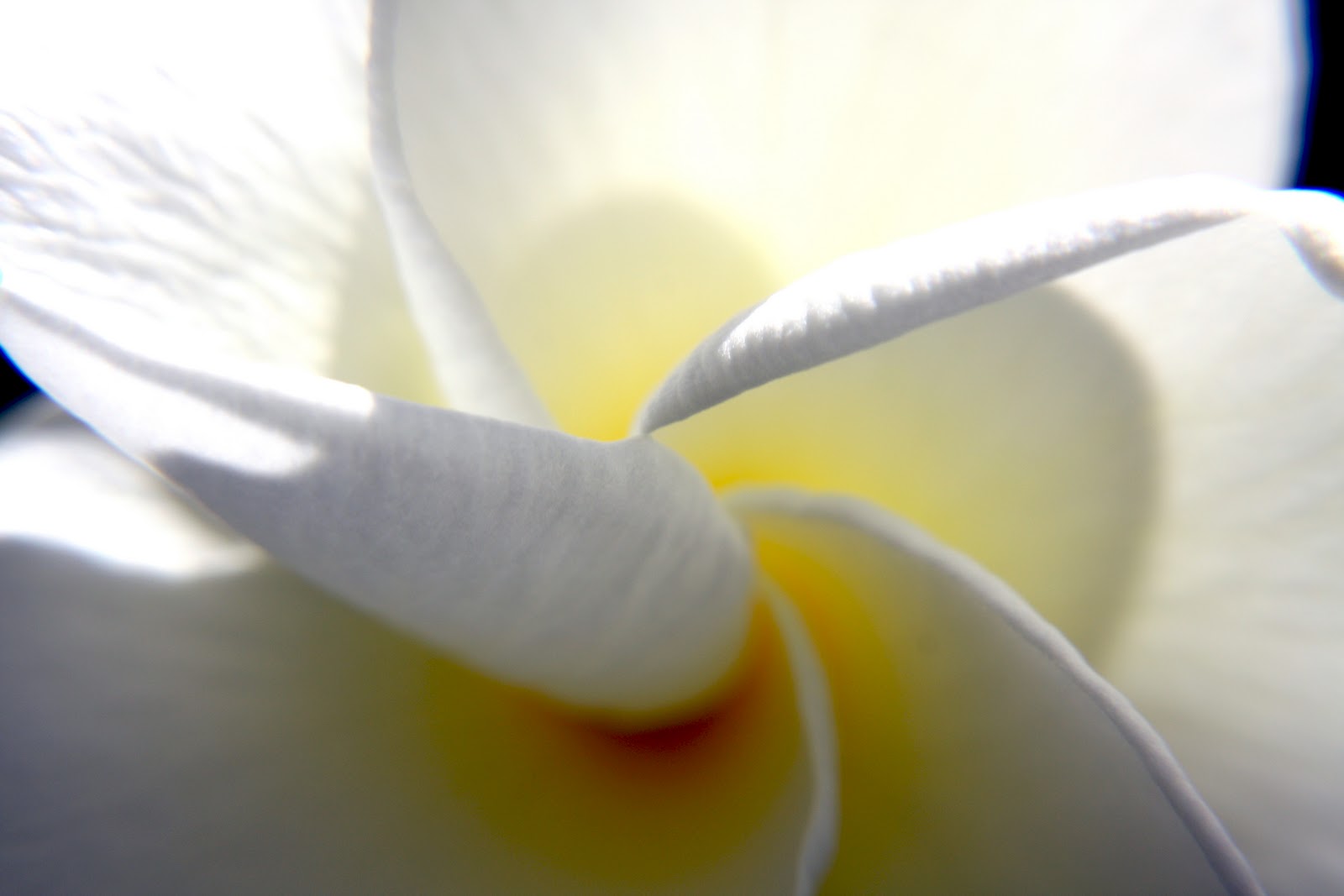 壁紙 美しい花の壁紙 1600x1067 壁紙 きれいな花の壁紙 10 花壁紙 Naver まとめ