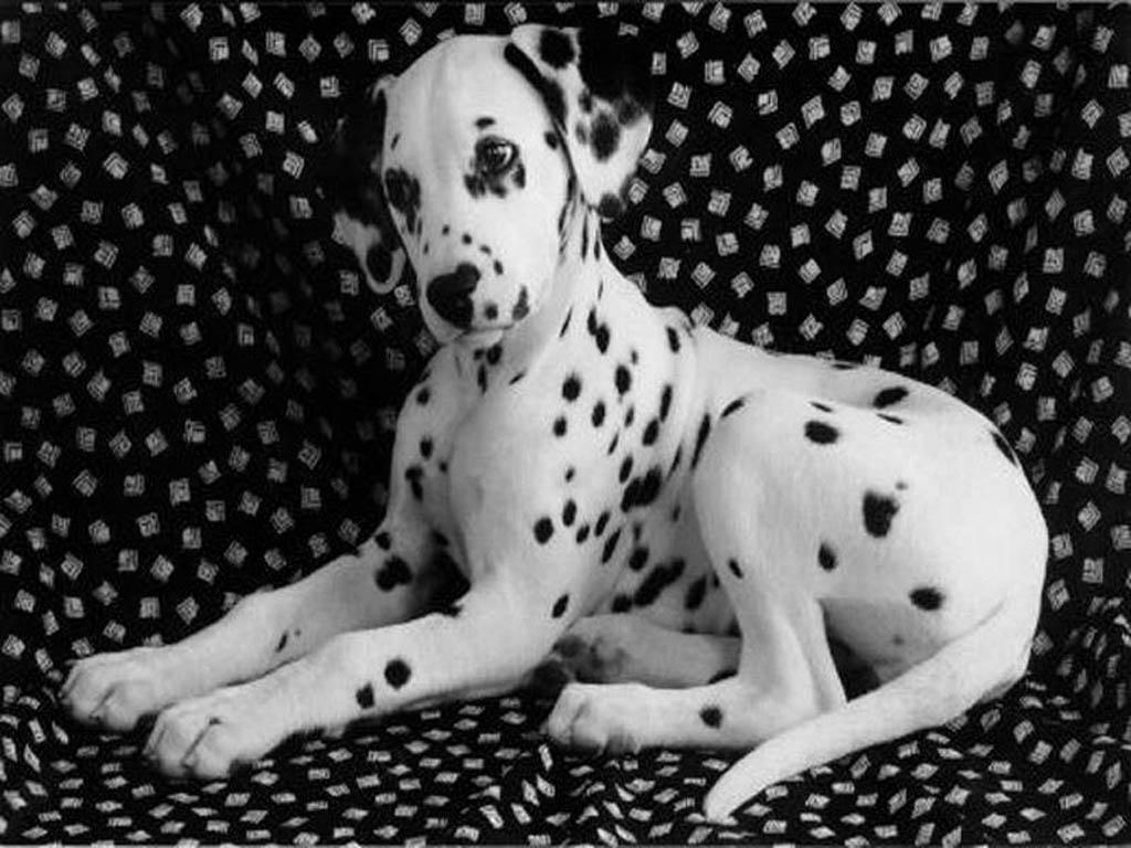 Tri Colored Dalmatian
