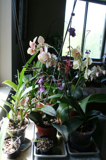 Julie Zickefoose On Blogspot The Why Of Orchids