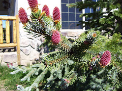 Red Pine Cones--Island Park