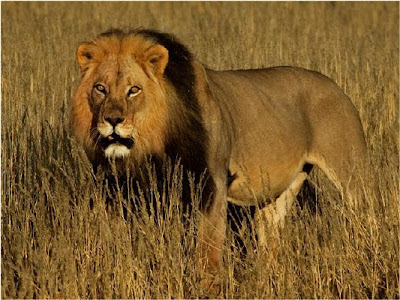 How closely related is a domestic cat to a lion?