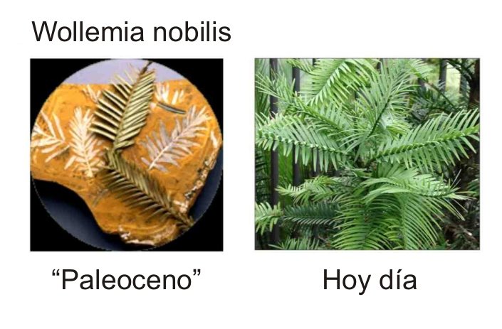 WOLLEMIA