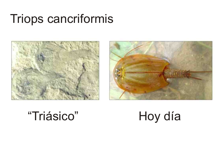 TRIOPS