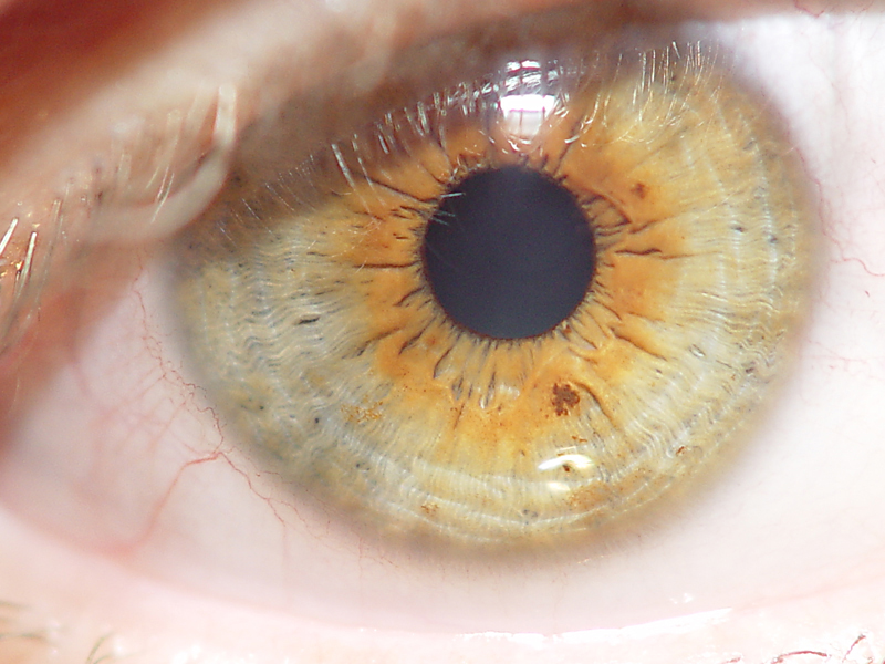 hazel green eyes hazel green eyes