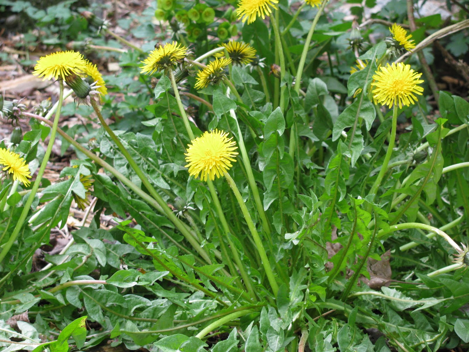 Methow Valley Herbs Dandelion as food simmered, blended and marinated