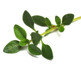 Jamaican Thyme