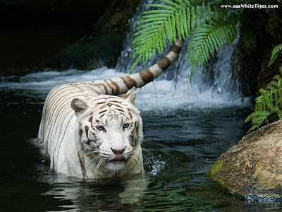 Baby+white+tigers+playing