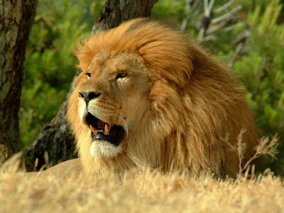 African Lion Gallery Image