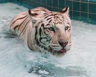 Baby+white+tiger+background