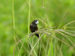 Black Headed Munia