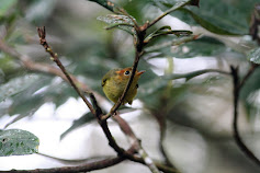 Yellow Breasted Warbler