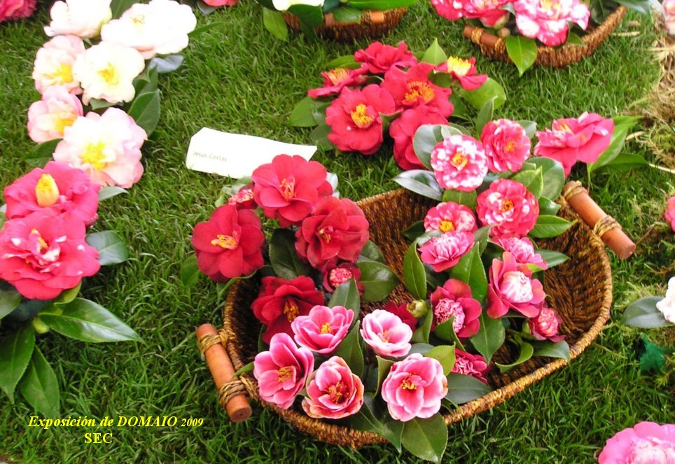 [domaio+2009+28.jpg]