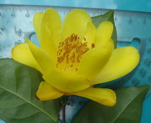 [Longriver+Yellow+camellia+Ca.+USA.jpg]