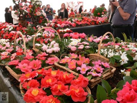 [Expo+Camelia+Cuntis+2008+11.jpg]