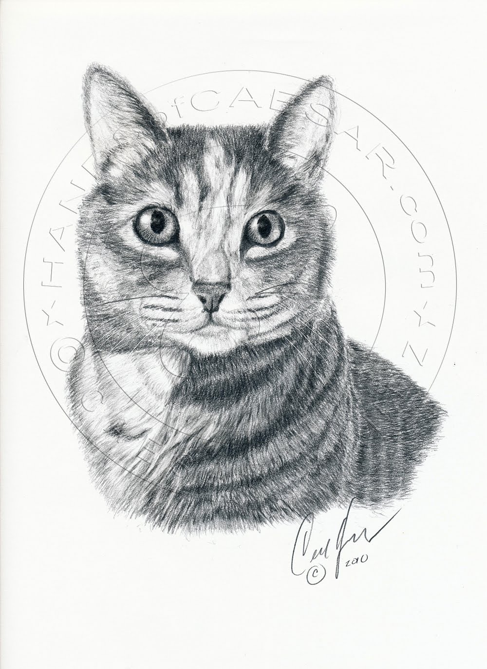Fine Art Graphite Pencil Drawings: Cat graphite pencil drawing