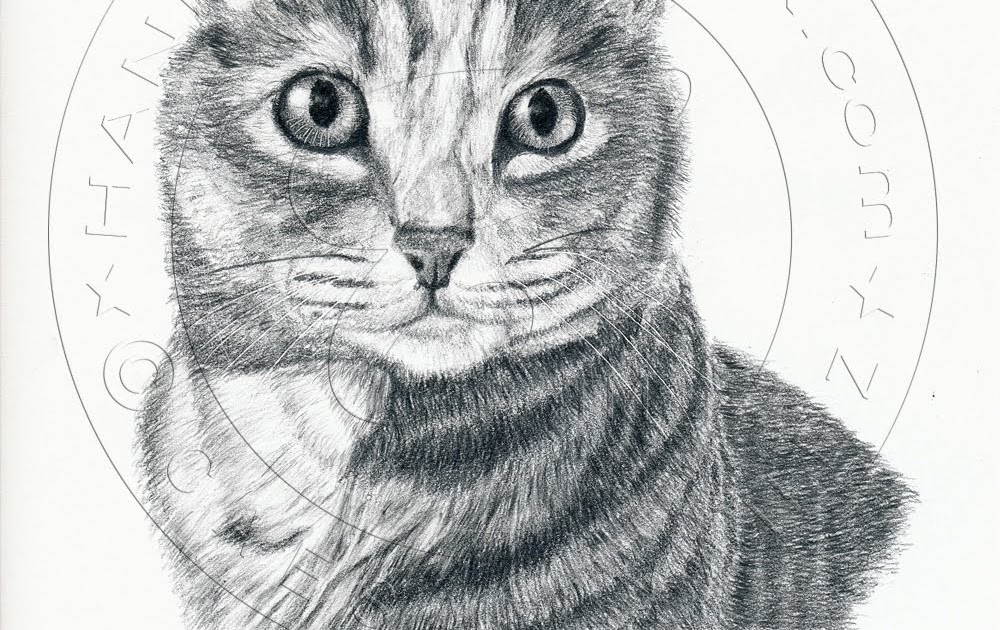 Fine Art Graphite Pencil Drawings Cat graphite pencil drawing