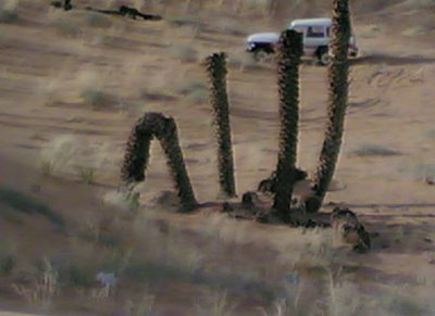 Big Cactus