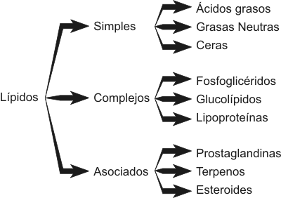 ESTRUCTURA DE LIPIDO estructura de lipido: