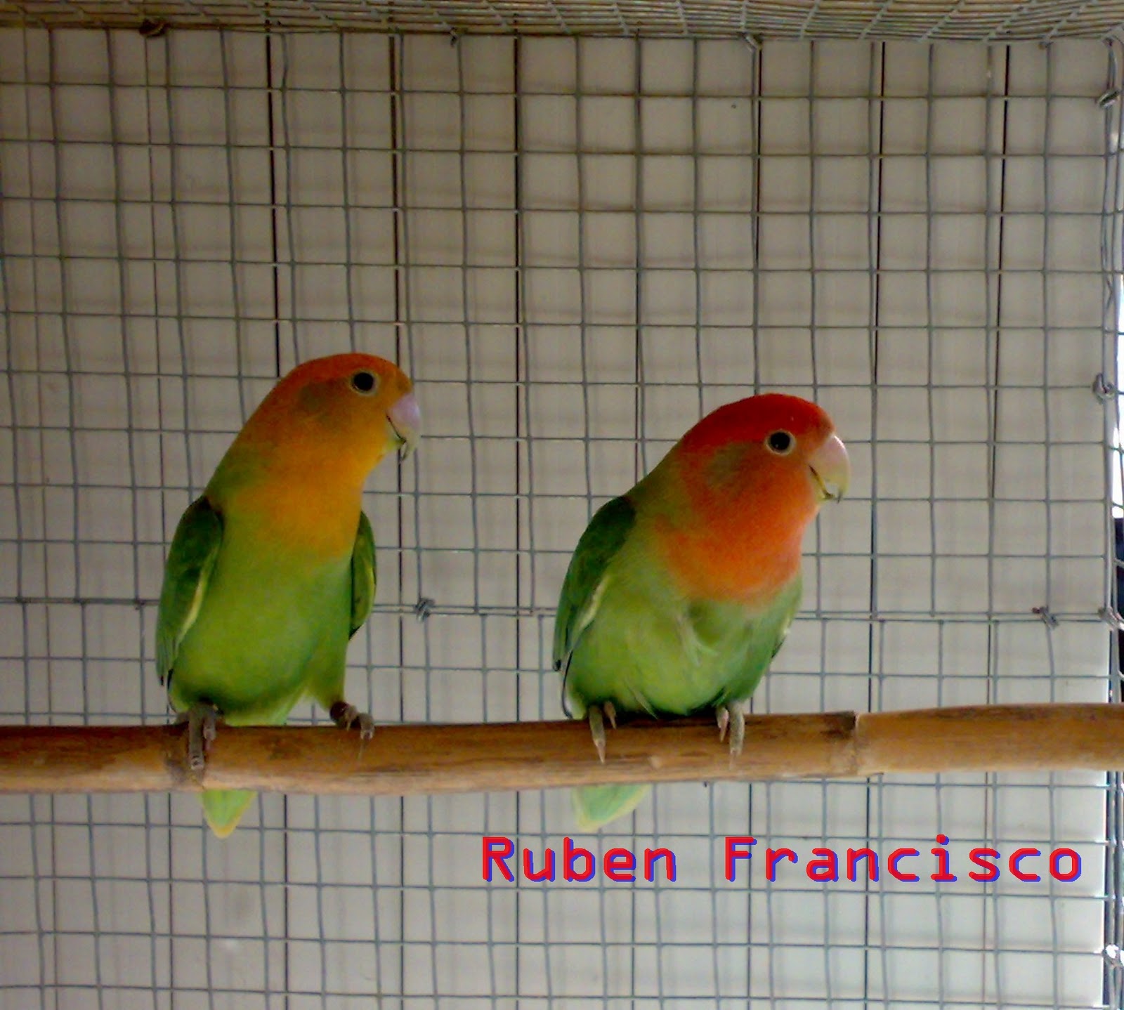 All type of conure sail in chennai - ||nederland conure export||