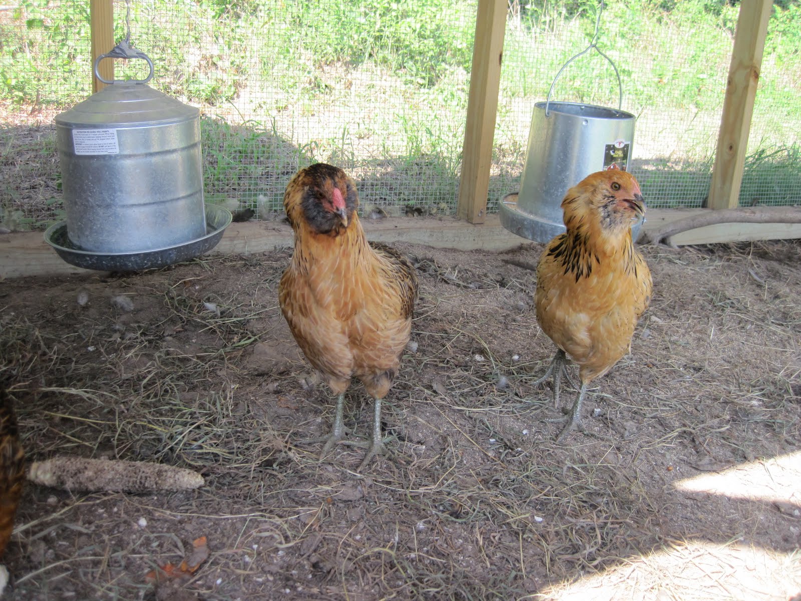 The Brown Book Chesapeake Bay Chicken Coop