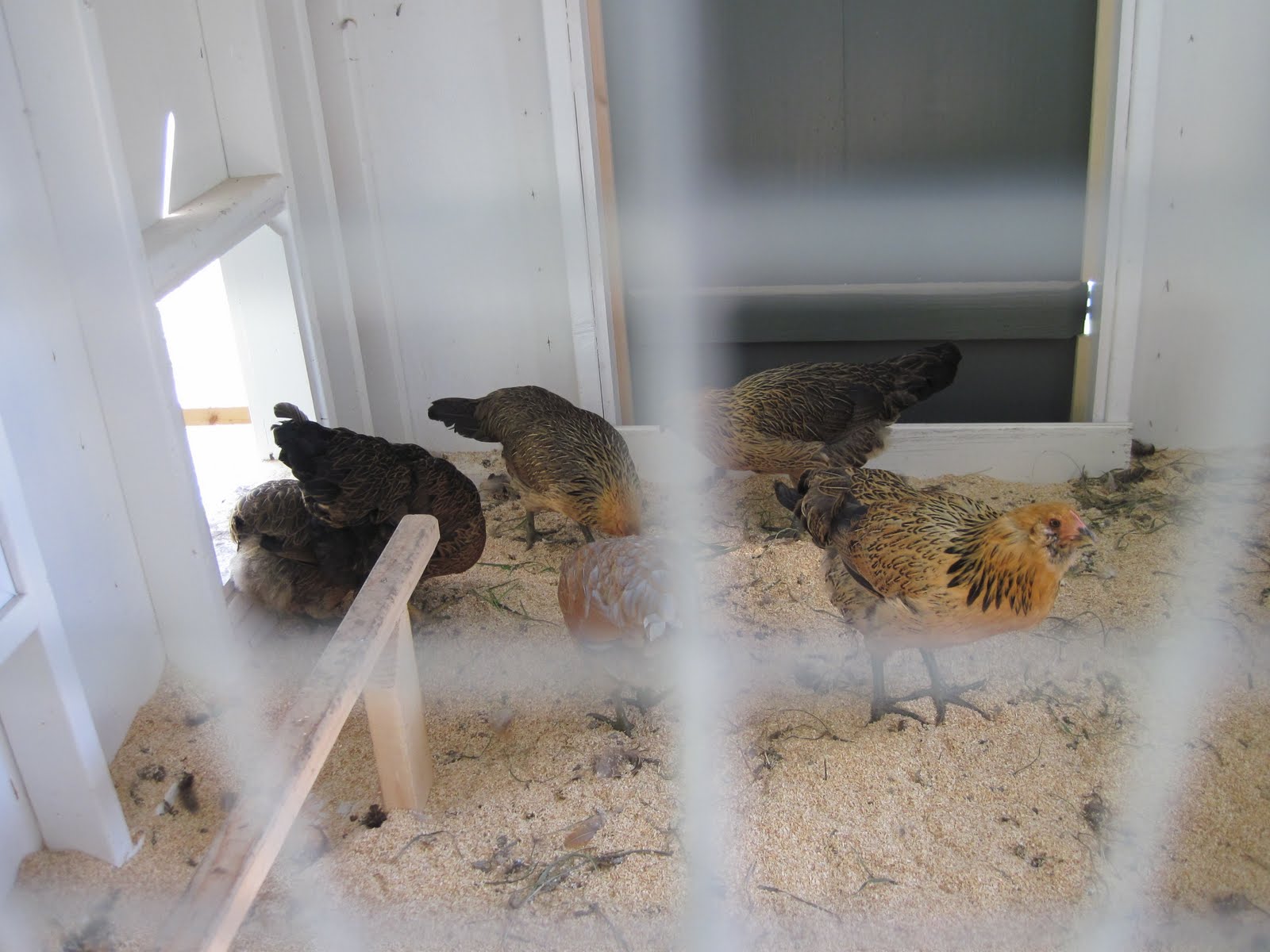 The Brown Book Chesapeake Bay Chicken Coop