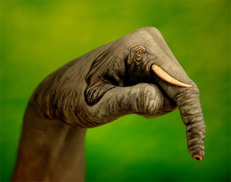 [painted-elephant-hand-trunk.jpg]
