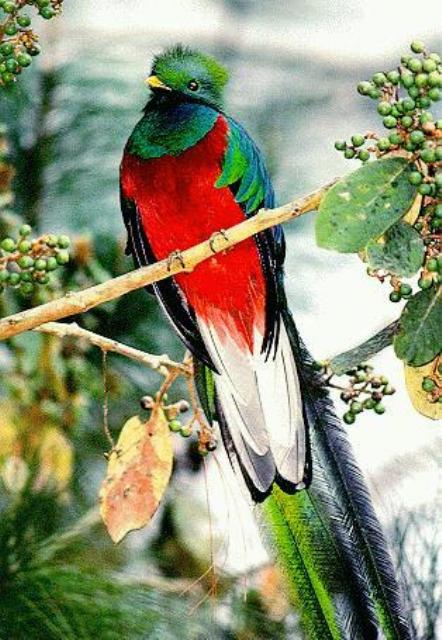 [quetzal1.jpg]