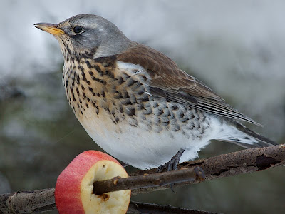 fieldfare4.jpg