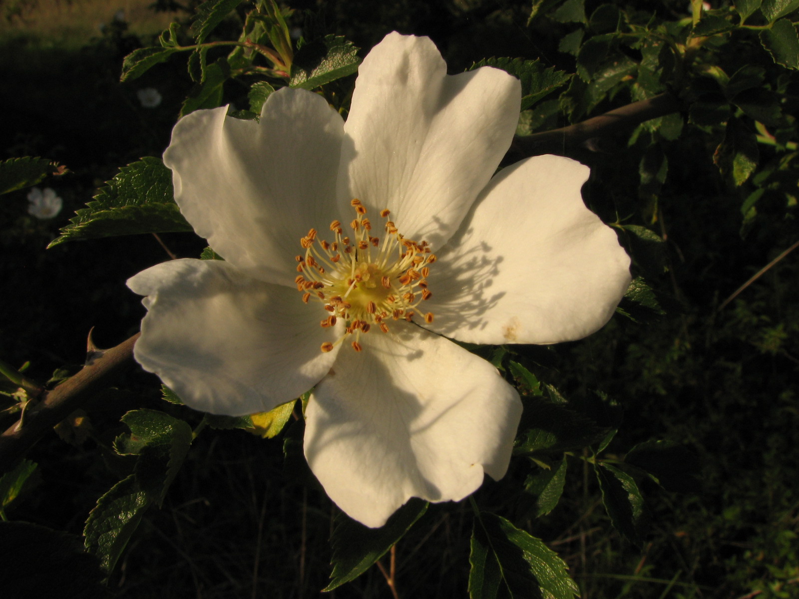 [IMG_4815[1]]