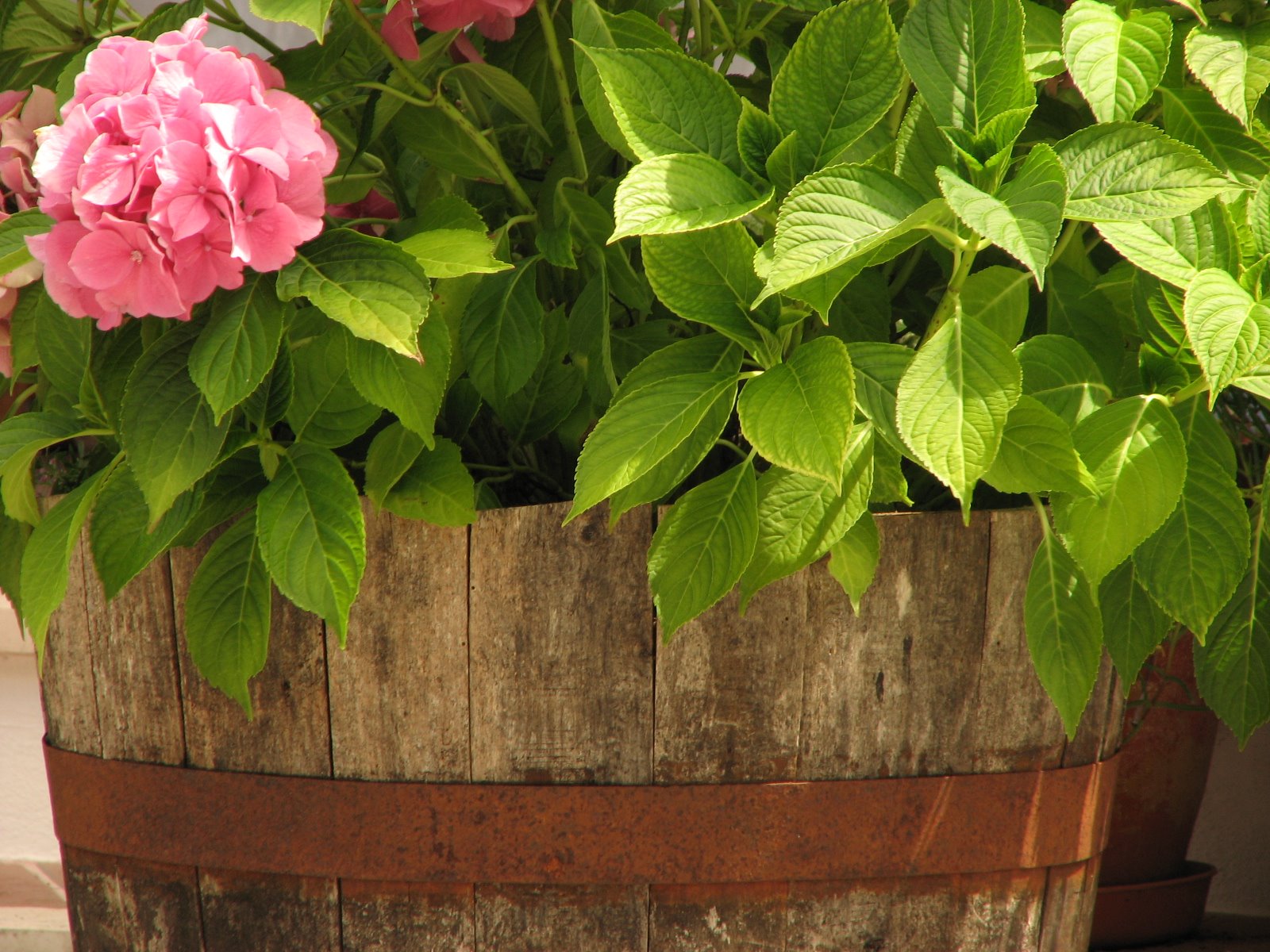 [IMG_5385[1]]
