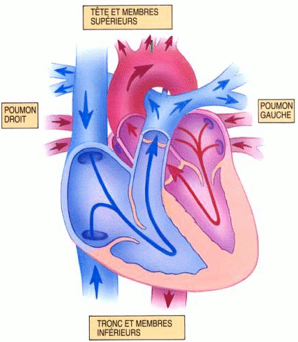 Anatomie et physiologie - IFPM45