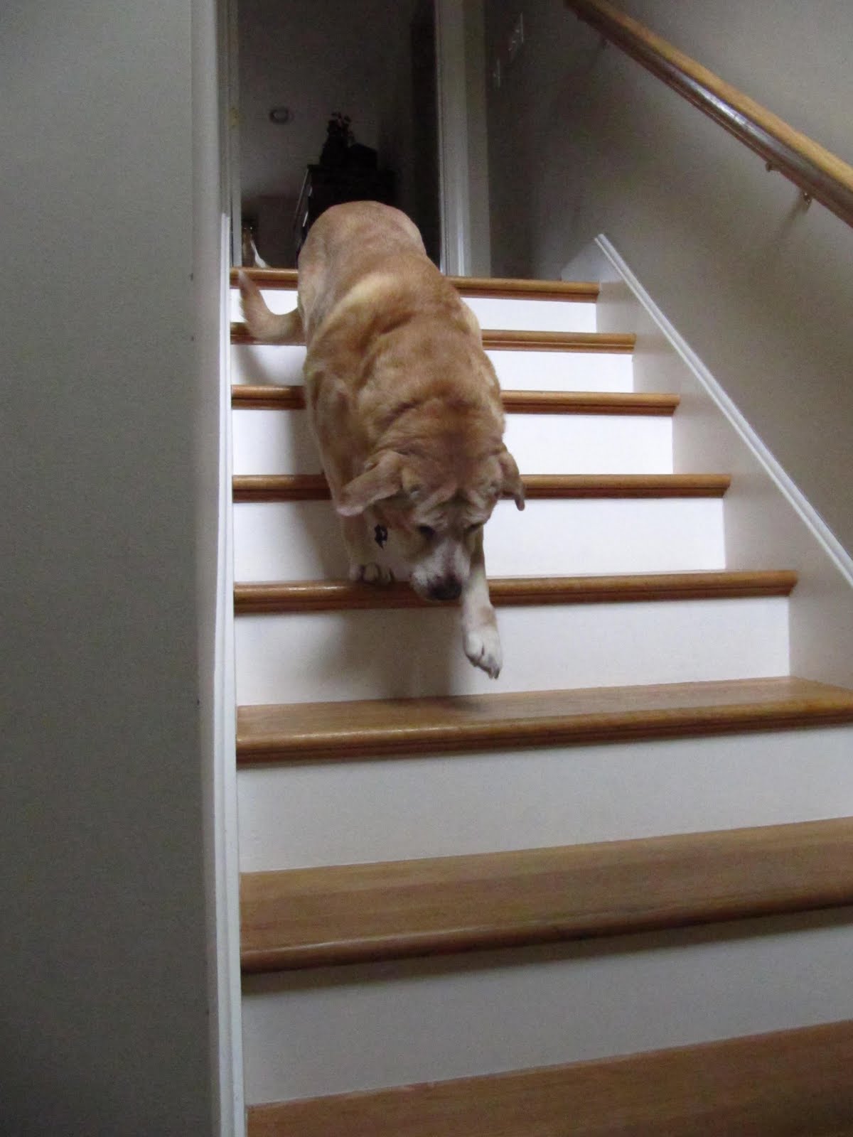 How Do I Keep My Dog From Going Upstairs Without A Gate