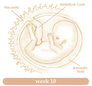 [Baby+Week+10.gif]