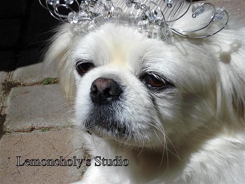 [DSC01031+(Large).JPG]