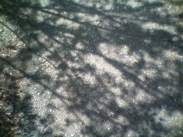 shadows of leaves