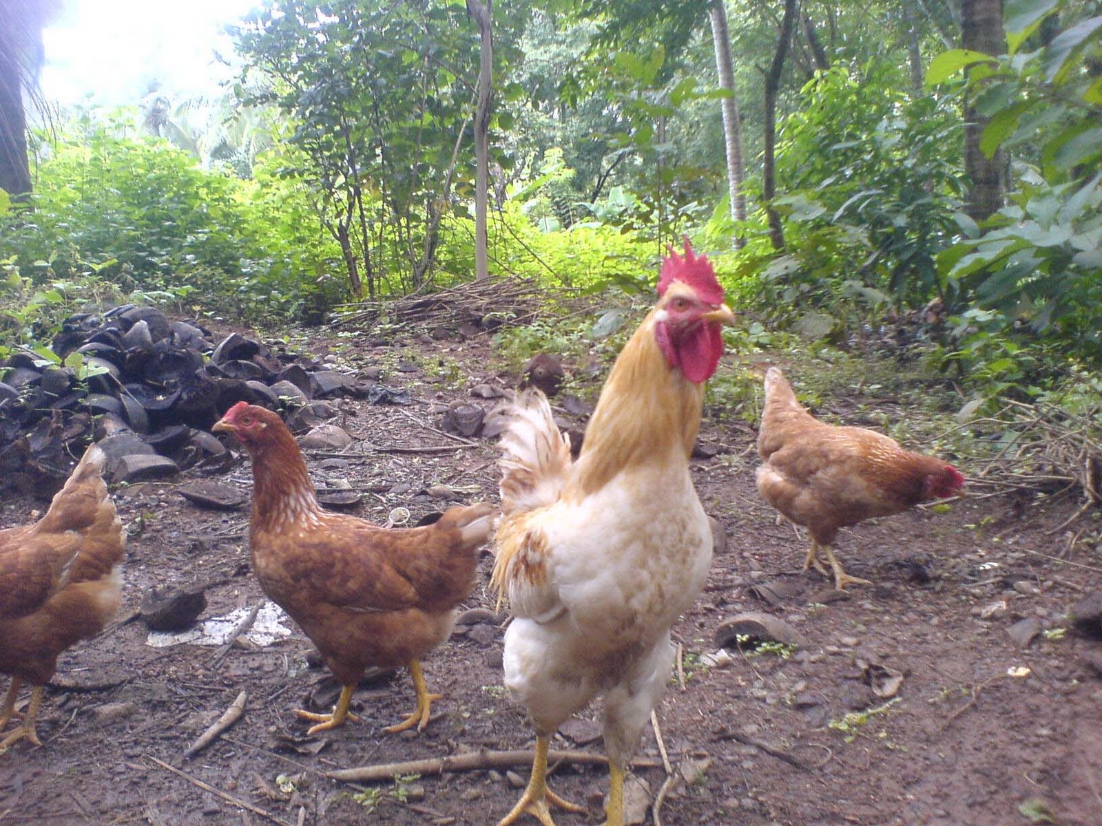 Consider, Mature rhode island red hen think Understand this Mature rhode island red hen are