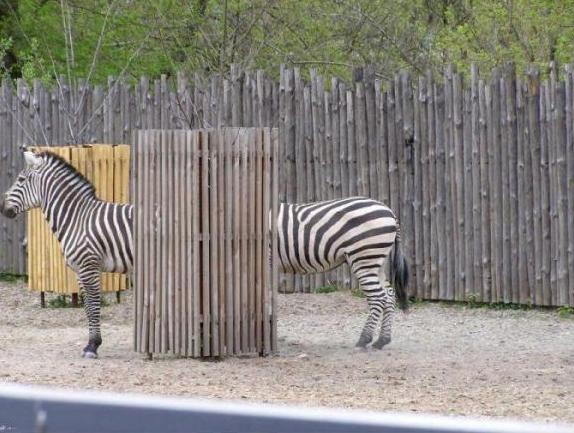 Funny Zebrasare Funny Zebrasare