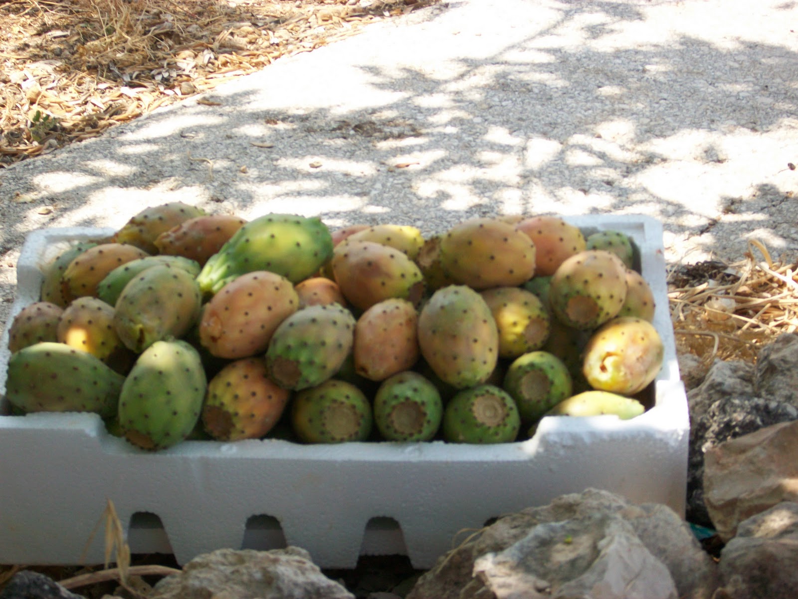 Hannah's Shenanigans Jordan and Egypt